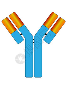 小抗体分子标志图片