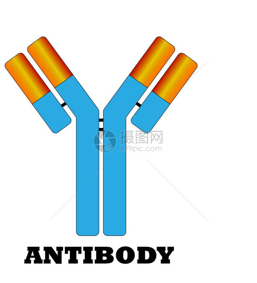 小抗体分子标志图片