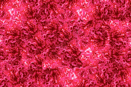 花蕾玫瑰天然花卉抽象背景图片
