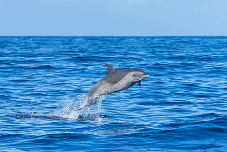 库拉索安的列斯泛热带斑点海豚海豚插画
