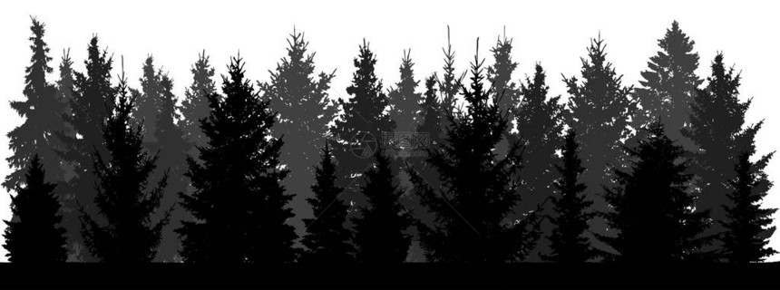 白色背景的森林fir图片