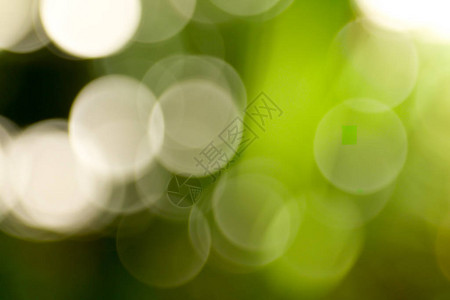 散沫花阳光明媚的抽象绿色自然背景带散景灯的模糊公园自然花设计图片