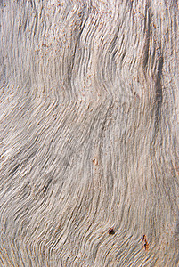 桉树皮纹理抽象的木制背景背景图片