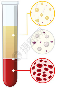 试管插图中的血细胞图片