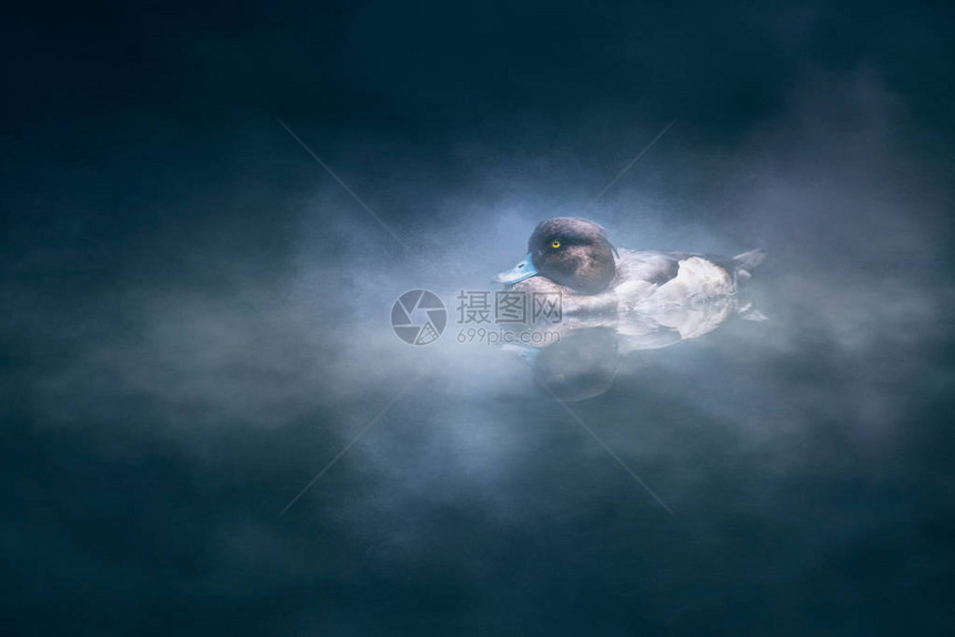 迷雾中的塔夫鸭老图片