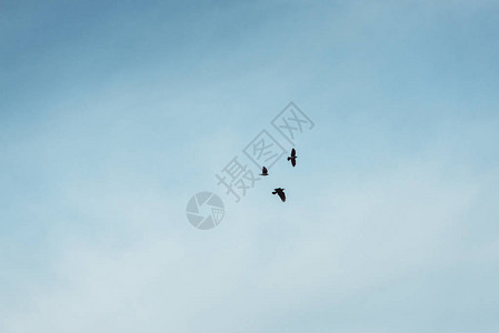 三只黑乌鸦飞向蓝天图片