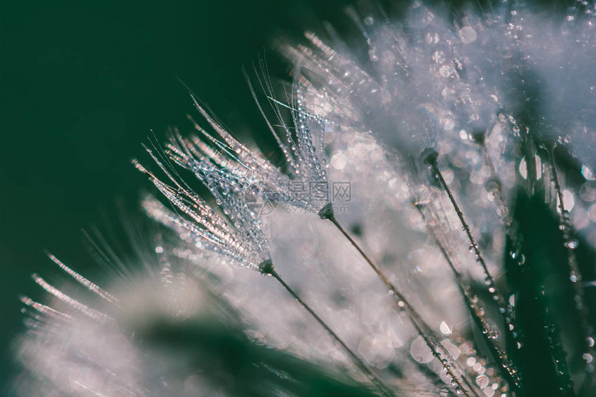 露水滴中fluffydandelion的抽象模糊宏观照片图片