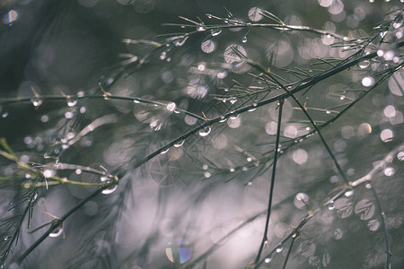 树丛湿枝下雨滴的抽象反射图片