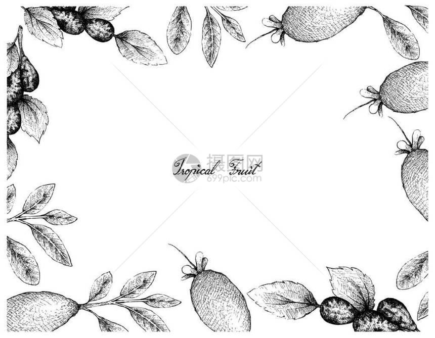 热带水果手画图纸的插图框架Lang日期或白背景孤立的ZizifusJu图片