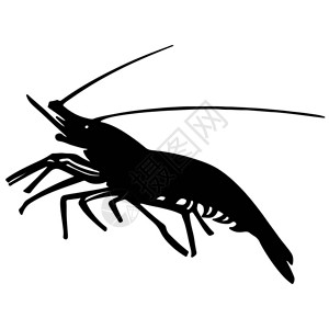 虾的黑色和白色双轮尾背景图片