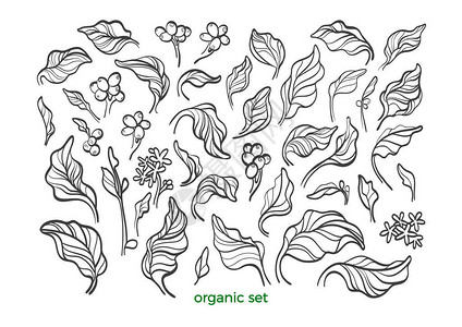 荤豆花矢量自然集逼真的植物咖啡叶豆花素描艺术线条设计白色背景上的花卉孤立有机素食品热带植物复古符号插画