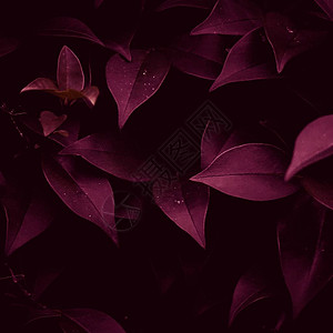 美丽的红色抽象纹理植物在图片