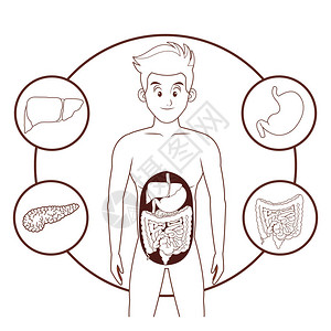 年轻人体解剖学卡通矢量插画平面设计图片