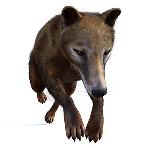 食蟹猴袋狼是澳大利亚塔斯马尼亚和新几内亚全新世时期已插画