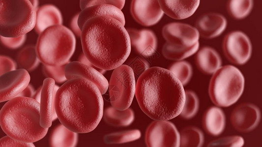 红细胞造血细胞图片