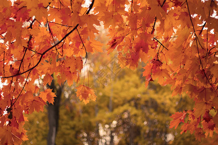 明亮的秋天森林的抽象背景图片