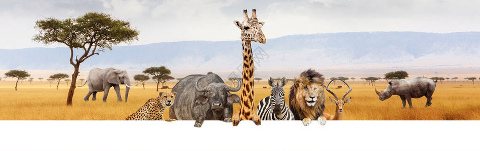 社畜青年才俊海报一大群非洲野生动物一起把爪子挂在空白的色水平网页横幅或社设计图片