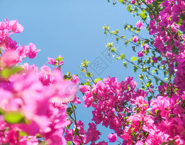 粉红色的花朵和蓝色阳光明媚的天空花卉背景春假和妇女节概念图片