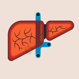 人类肝脏解剖学图片