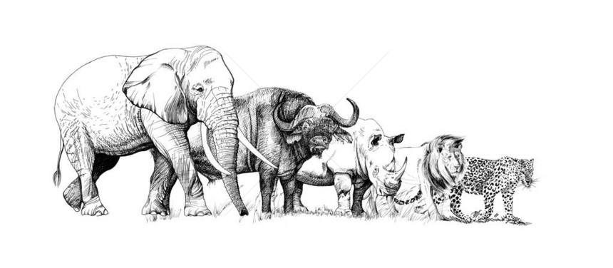 大非洲五只动物图片