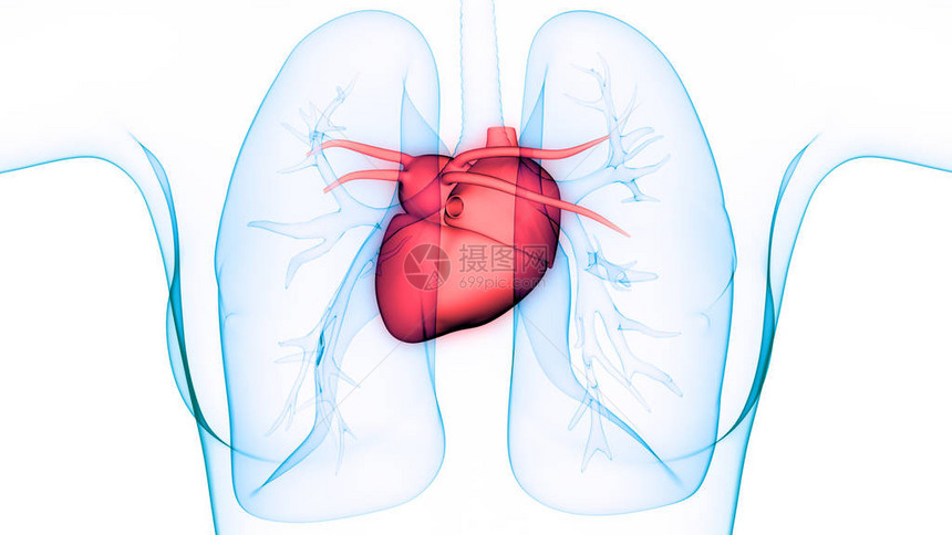 人体器官心脏图片
