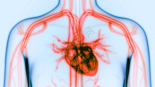 人体器官心脏解剖图片