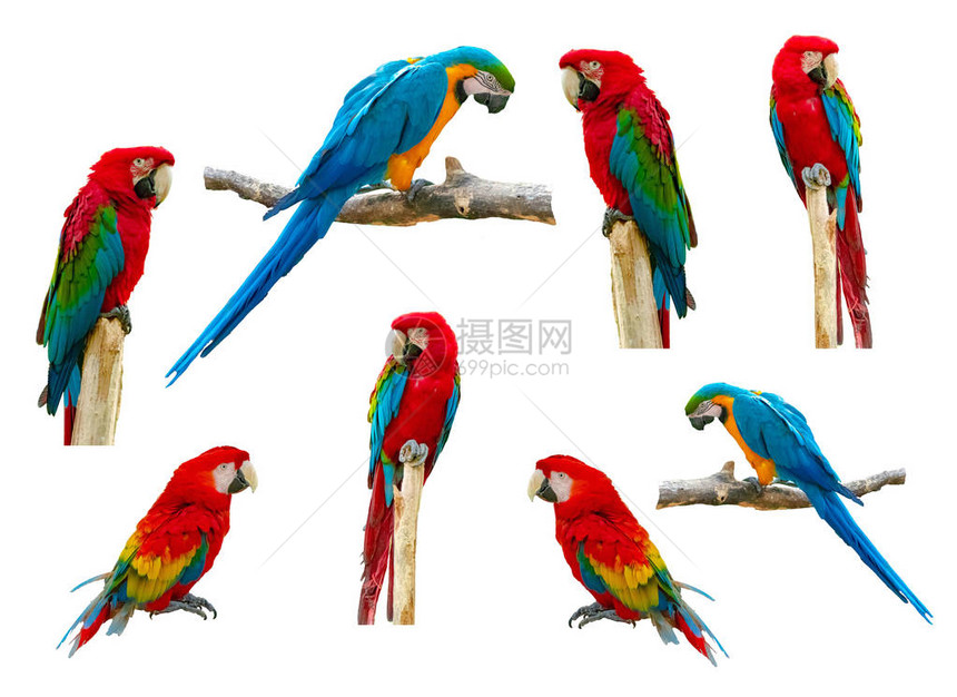 Macaw鹦鹉在白色图片