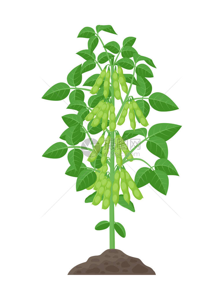大豆植物矢量图在白色背景下分离图片