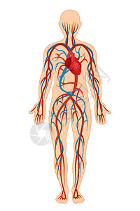 人体解剖结构图片