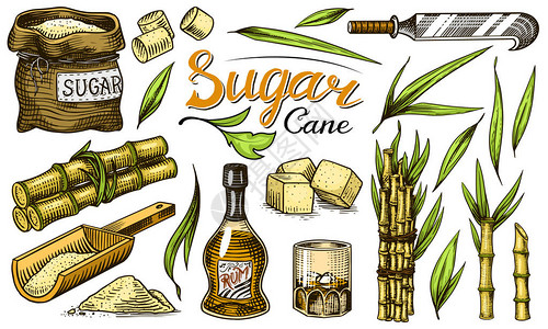 甘蔗蔗糖蔗糖与叶子甘蔗植物组茎和瓶朗姆酒木盘勺立方体和果汁竹子招牌铭文雕刻手绘食插画