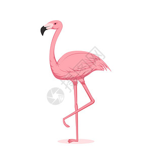 卡通粉红火烈鸟孤立在白背景图片