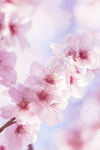 樱花与美丽的花蕾和年轻的蓬图片