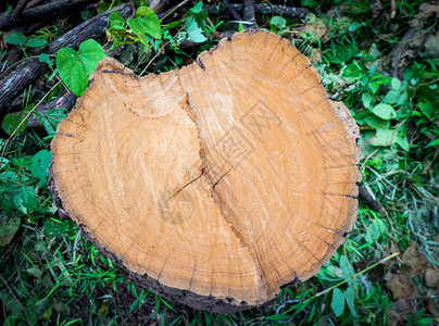 切树干老裂缝木古抽象纹理背景图片