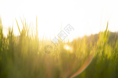 春天或夏天的抽象自然背景草原上有草后图片