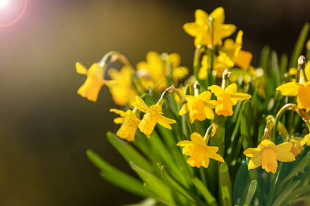 春花棕色抽象背景的黄水仙子以图片