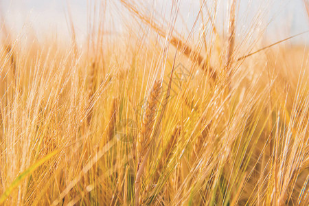 小麦田小麦的粒子成熟有选择图片