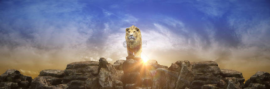 日落时狮子图片