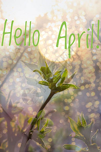 捌月你好横幅你好四月你好春天四月你好欢迎卡我们正在等待新的春天春月春插画
