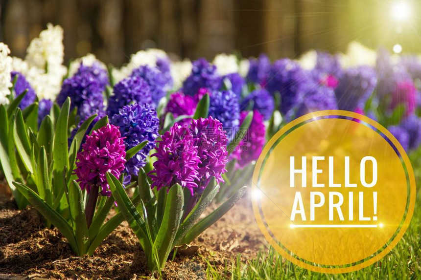 横幅你好四月你好春天四月你好欢迎卡我们正在等待新的春天春月春图片