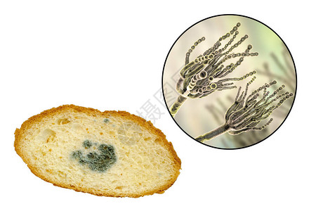 青霉属卷盘面包和近视真菌即面包模照片和3D设计图片