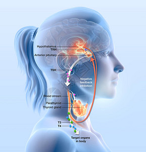甲状腺功能图显示下丘脑垂体前叶甲状腺激素和甲状插画