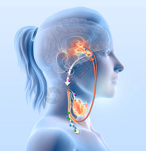 甲状腺功能图显示下丘脑垂体前叶甲状腺激素和甲状插画