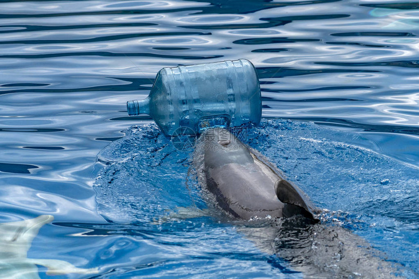 海豚推着塑料瓶清洗大海图片