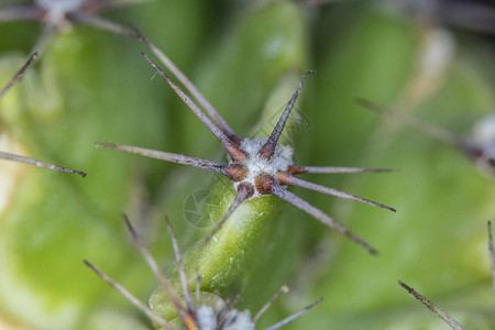 关闭抽象的CactusSuccul背景图片