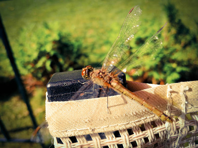 椅背上的蜻蜓背景图片
