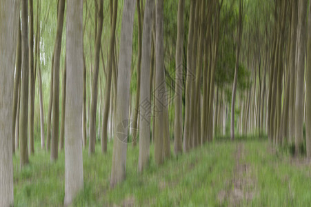森林树木模糊的抽象运动图片