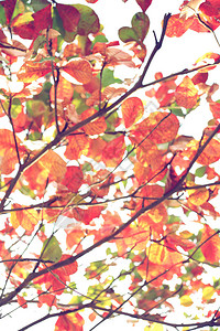 抽象秋天背景图片