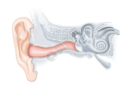 中耳人体耳解剖医学精插画