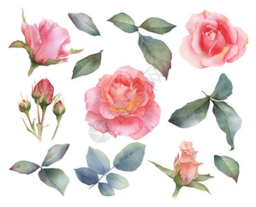 一组风景如画的玫瑰花玫瑰花蕾树枝和树叶图片