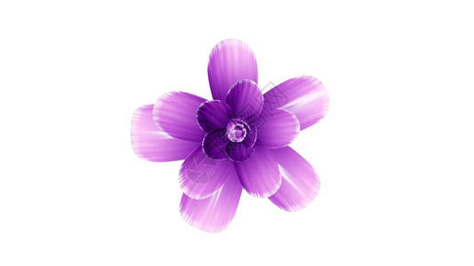 紫茎泽兰鲜花插图被孤立在新的优质的节日天然花朵冷却的4k插画